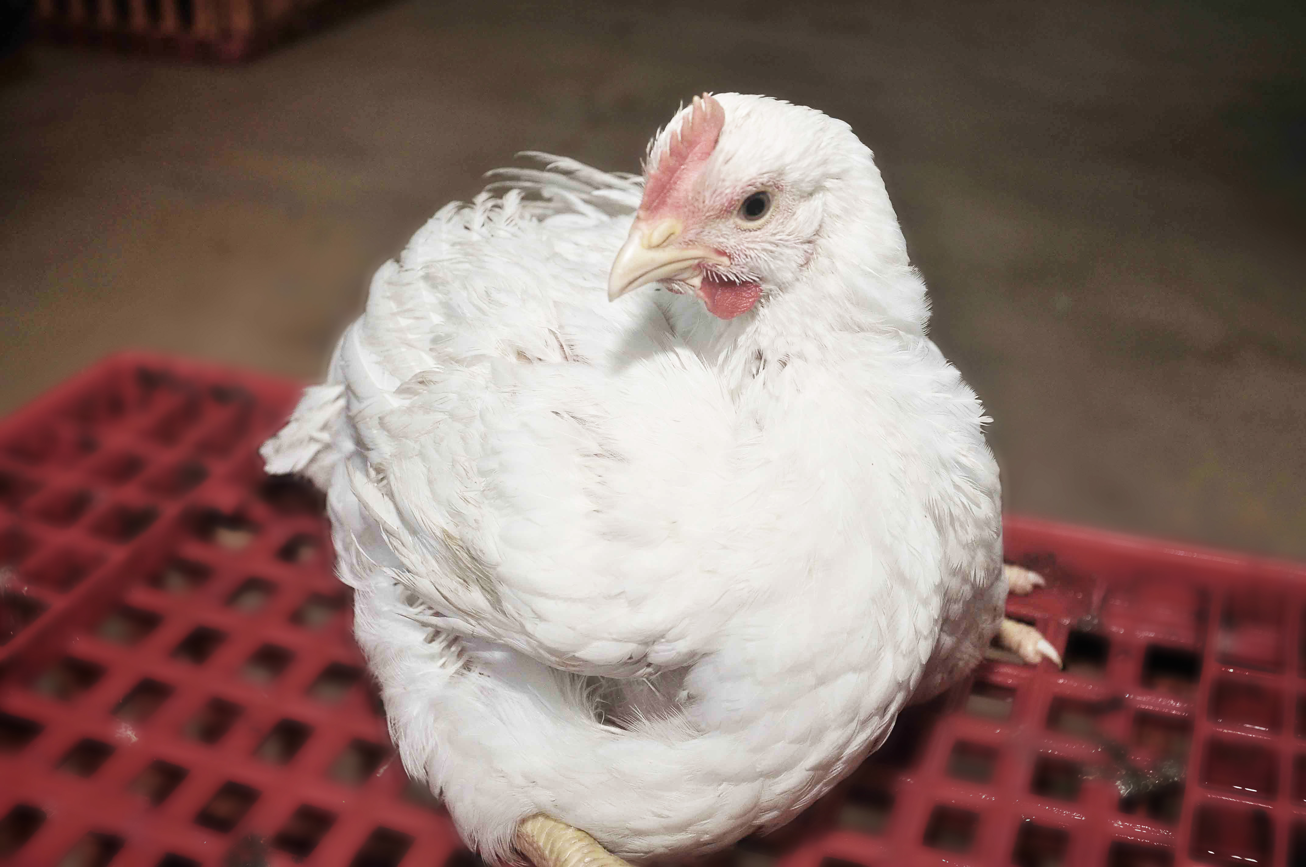 Halal Slaughter Alive Hlrb Processing Sdn Bhd